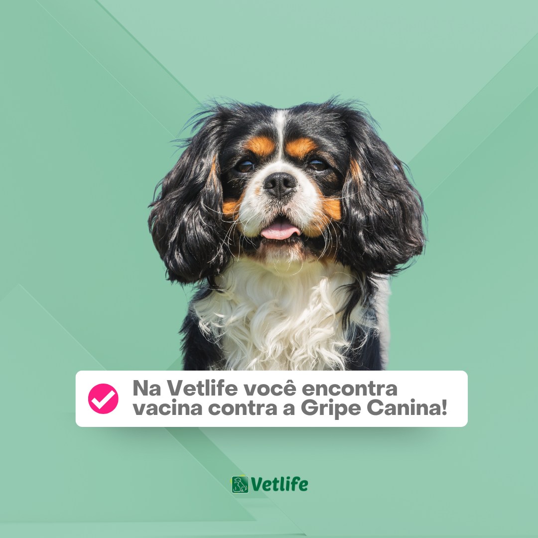 pet saudável