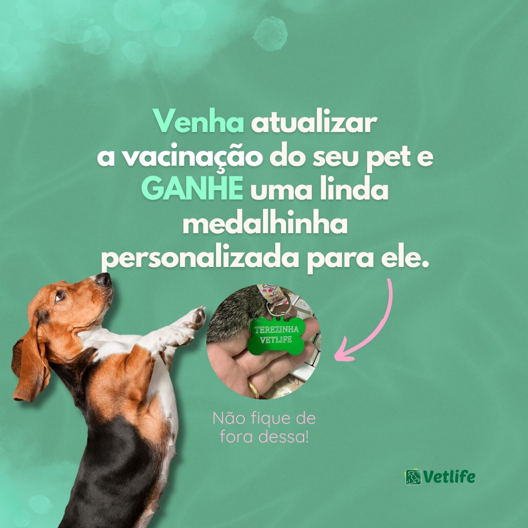 banho em cachorro
