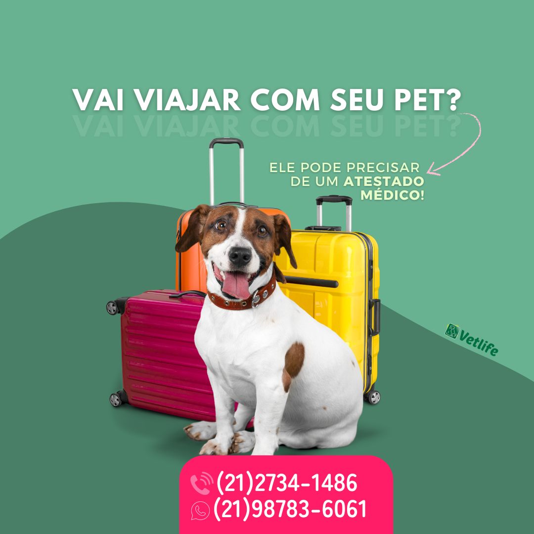 gato sendo cuidado